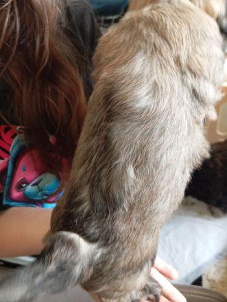 Malteser Mix Havaneser