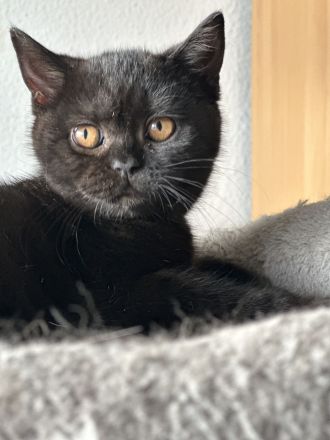 Sūße Bkh Kitten.Reinrassige.