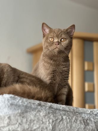 Sūße Bkh Kitten.Reinrassige.