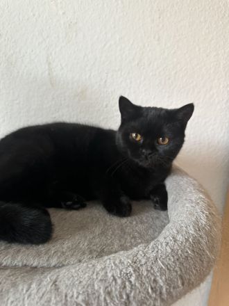 Sūße Bkh Kitten.Reinrassige.