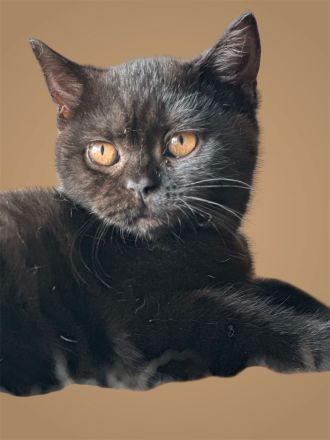 Sūße Bkh Kitten.Reinrassige.