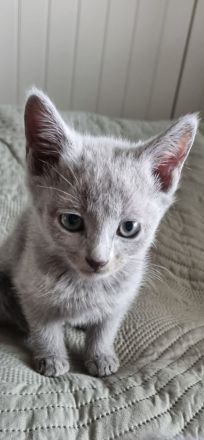 Zauberhafte Russisch Blau Kitten suchen ein liebevolles Zuhause