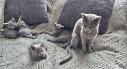 Zauberhafte Russisch Blau Kitten suchen ein liebevolles Zuhause