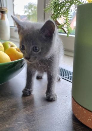 Zauberhafte Russisch Blau Kitten suchen ein liebevolles Zuhause