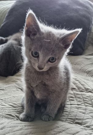 Zauberhafte Russisch Blau Kitten suchen ein liebevolles Zuhause