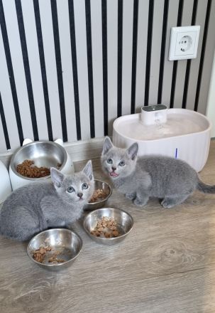Zauberhafte Russisch Blau Kitten suchen ein liebevolles Zuhause
