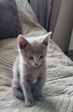 Zauberhafte Russisch Blau Kitten suchen ein liebevolles Zuhause