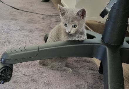 Zauberhafte Russisch Blau Kitten suchen ein liebevolles Zuhause