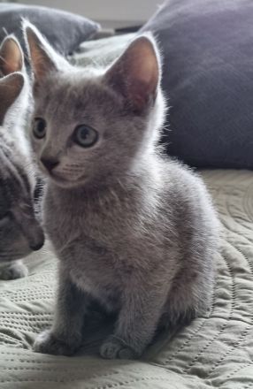 Zauberhafte Russisch Blau Kitten suchen ein liebevolles Zuhause