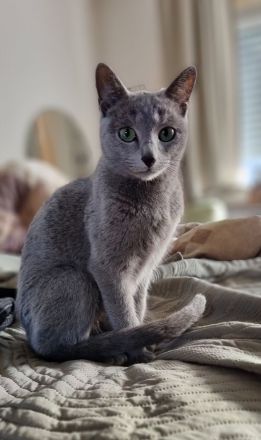 Zauberhafte Russisch Blau Kitten suchen ein liebevolles Zuhause