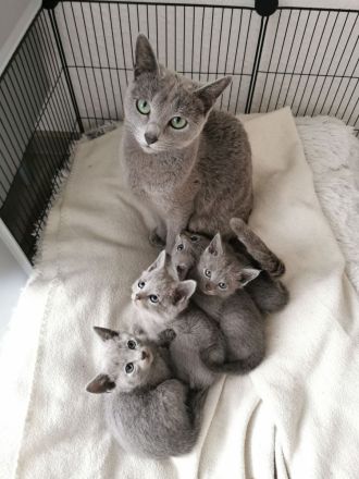 Zauberhafte Russisch Blau Kitten suchen ein liebevolles Zuhause