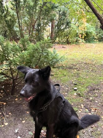 Lucky sucht ein neues Zuhause