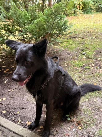 Lucky sucht ein neues Zuhause