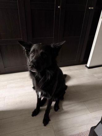 Lucky sucht ein neues Zuhause