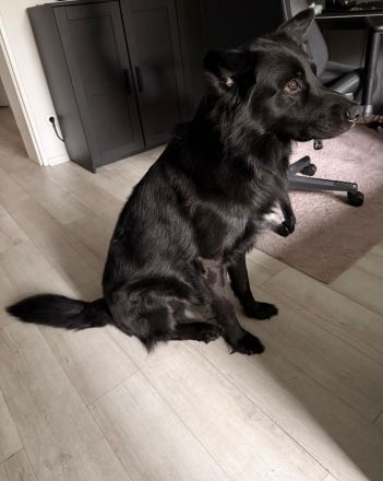 Lucky sucht ein neues Zuhause