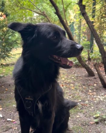 Lucky sucht ein neues Zuhause