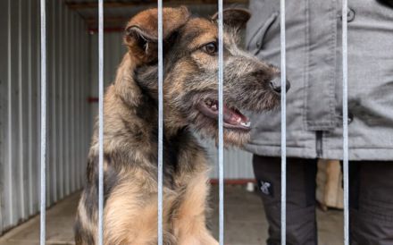 Herzensbrecher Pico sucht seine Menschen