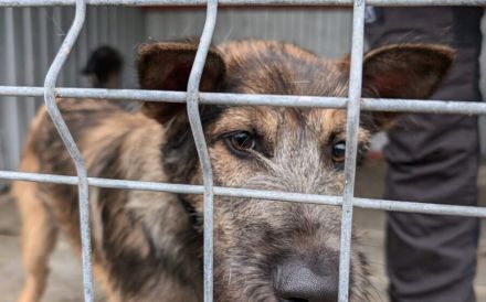 Herzensbrecher Pico sucht seine Menschen