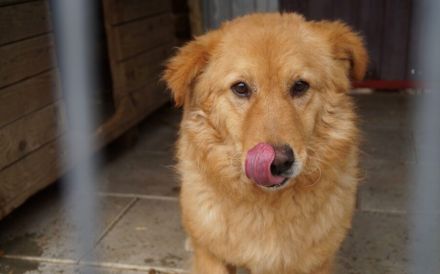 Flauschiger Malfoy sucht Familienanschluss