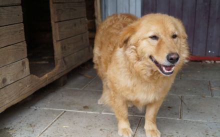 Flauschiger Malfoy sucht Familienanschluss