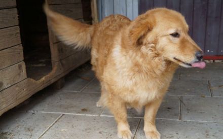 Flauschiger Malfoy sucht Familienanschluss