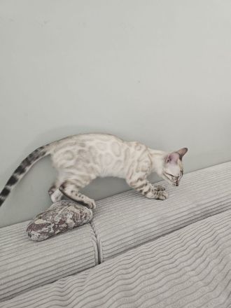 Wunderschönes reinrassiges Bengal Kitten mit Stammbaum