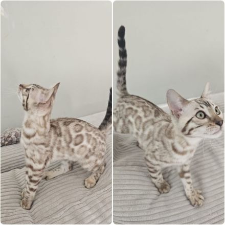 Wunderschöne reinrassige Bengal Kitten mit Stammbaum