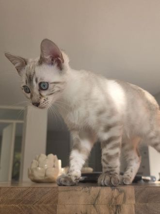 2 wunderschöne reinrassige Bengalkitten mit Stammbaum