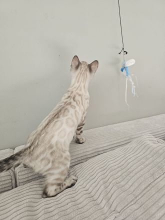 Wunderschönes reinrassiges Bengal Kitten mit Stammbaum