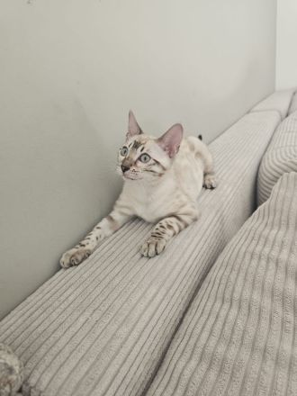 Wunderschönes reinrassiges Bengal Kitten mit Stammbaum