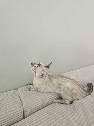 Wunderschönes reinrassiges Bengal Kitten mit Stammbaum