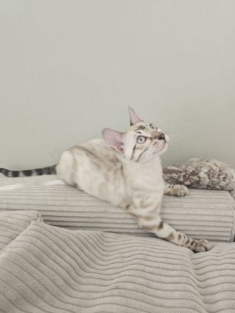 Wunderschönes reinrassiges Bengal Kitten mit Stammbaum