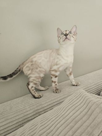 Wunderschönes reinrassiges Bengal Kitten mit Stammbaum