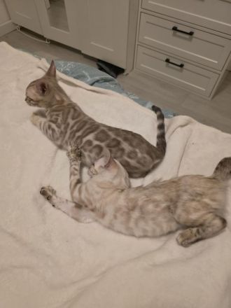 2 wunderschöne reinrassige Bengalkitten mit Stammbaum