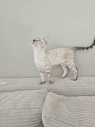 Wunderschönes reinrassiges Bengal Kitten mit Stammbaum