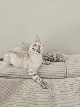 Wunderschönes reinrassiges Bengal Kitten mit Stammbaum