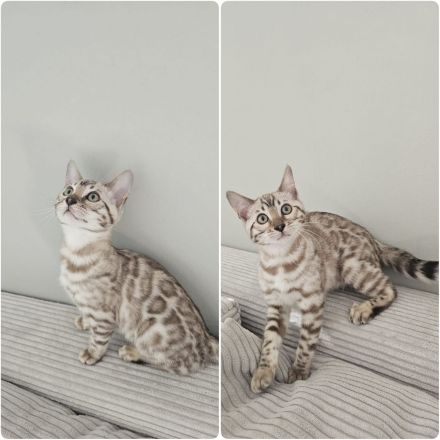 Wunderschöne reinrassige Bengal Kitten mit Stammbaum