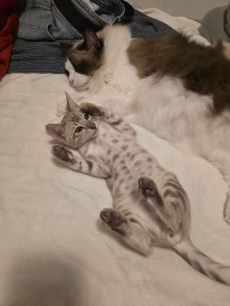 2 wunderschöne reinrassige Bengalkitten mit Stammbaum
