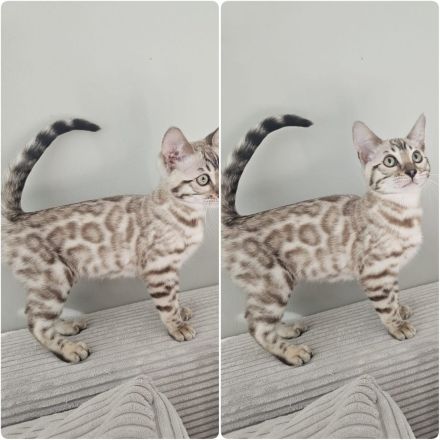 Wunderschöne reinrassige Bengal Kitten mit Stammbaum