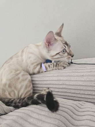 Wunderschönes reinrassiges Bengal Kitten mit Stammbaum