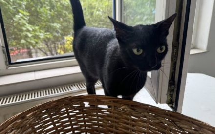 Lizzo sucht seine Menschen zum Spielen und Schmusen