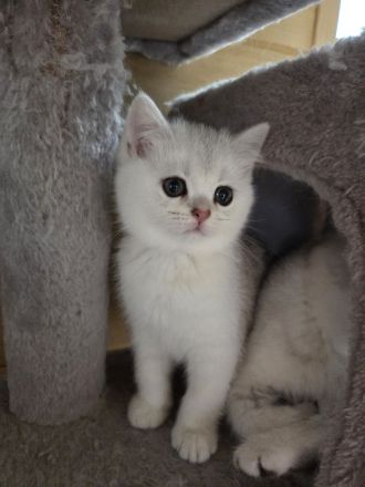 Britisch Kurzhaar Kätzchen – ab sofort abgabebereit