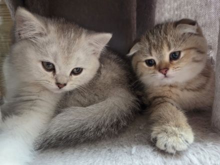 Britisch Kurzhaar Kätzchen – ab sofort abgabebereit