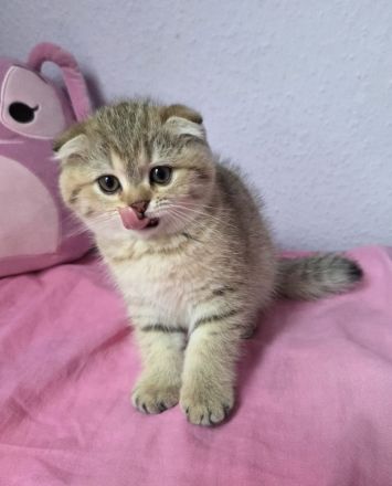 Britisch Kurzhaar Kätzchen – ab sofort abgabebereit