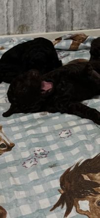 Doodle-Welpen suchen ein liebevolles zuhause