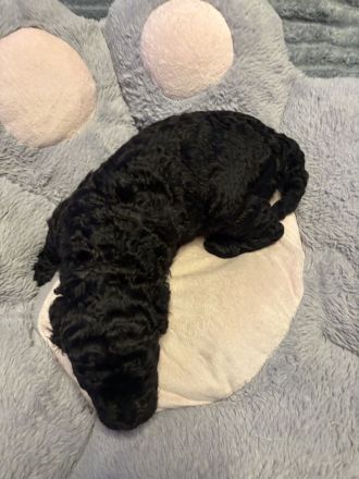 Doodle-Welpen suchen ein liebevolles zuhause