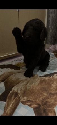 Doodle-Welpen suchen ein liebevolles zuhause