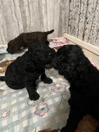 Doodle-Welpen suchen ein liebevolles zuhause