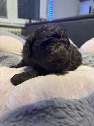 Doodle-Welpen suchen ein liebevolles zuhause