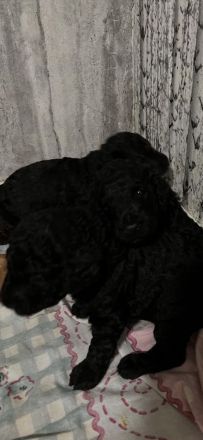 Doodle-Welpen suchen ein liebevolles zuhause